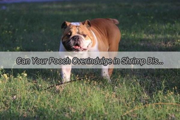 Can Your Pooch Overindulge in Shrimp Discover the Surprising Truth